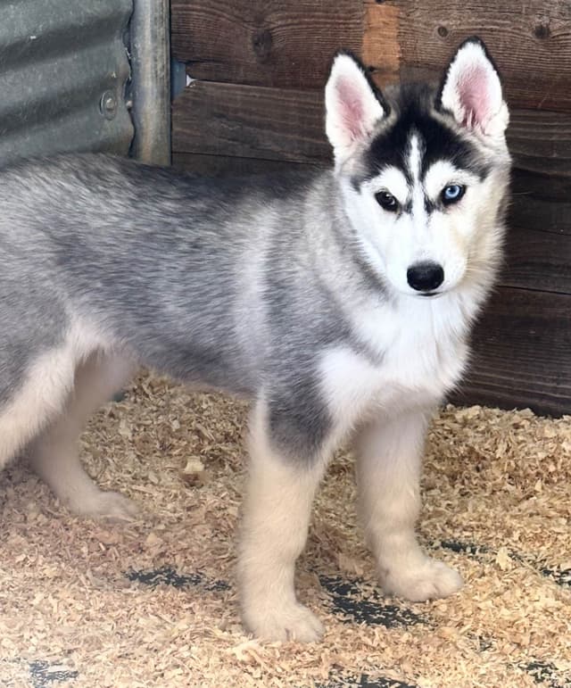 Quality Siberians- Located in California media 6