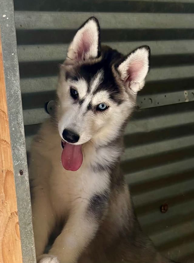 Quality Siberians- Located in California media 7