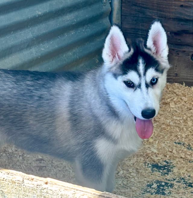 Quality Siberians- Located in California media 8