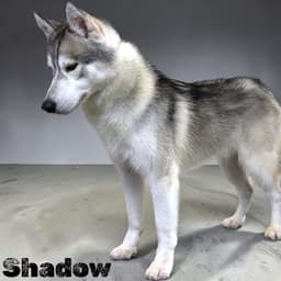 Meet Shadow! thumbnail 2