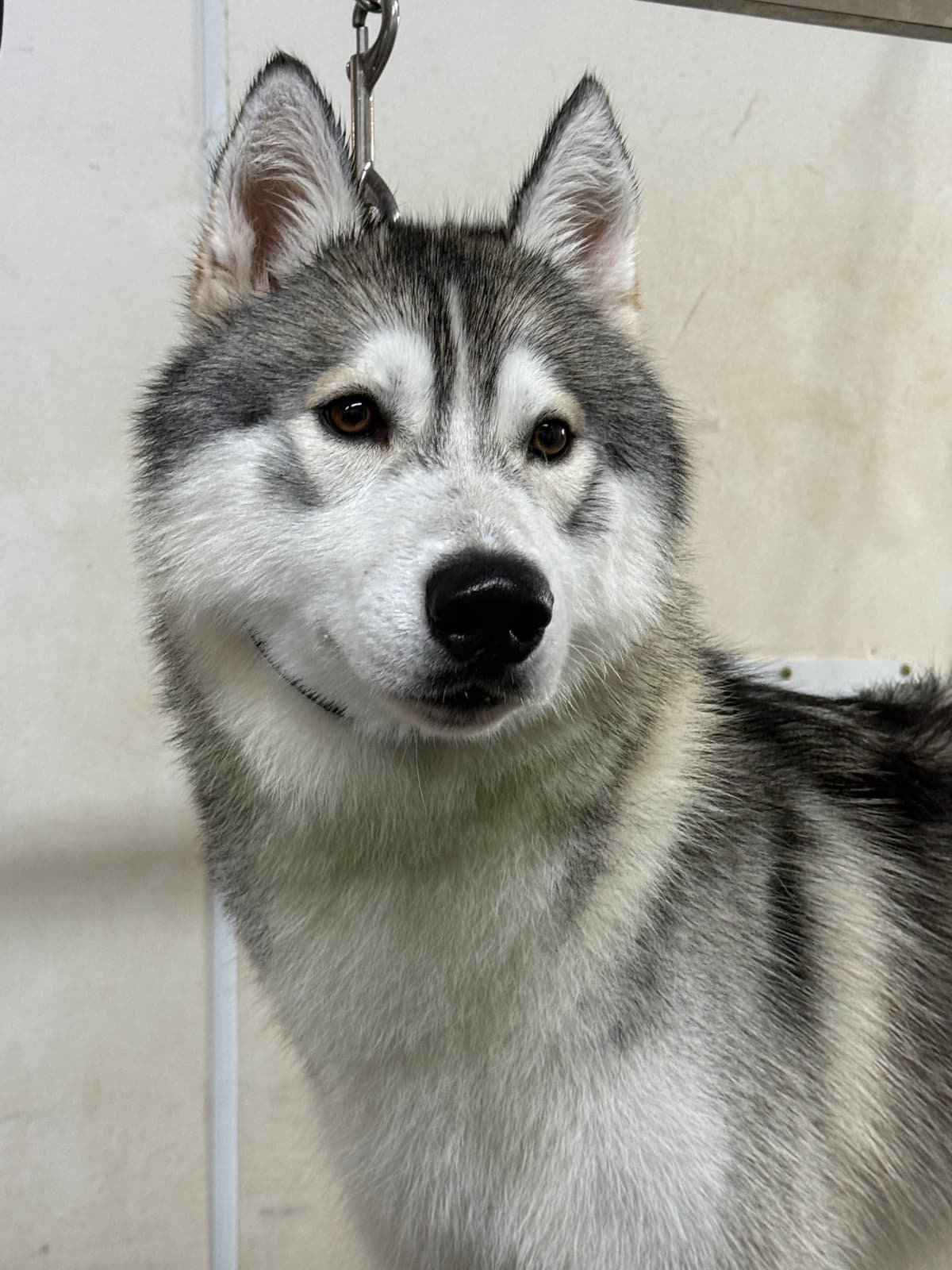 Meet Shadow! photo 3