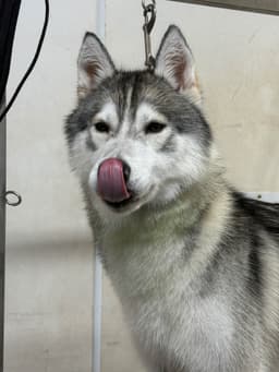 Meet Shadow! thumbnail 4