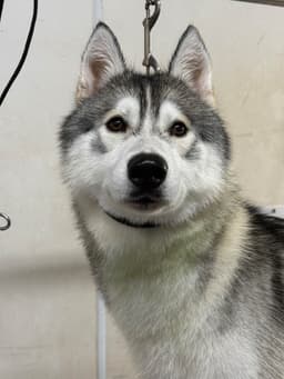 Meet Shadow! thumbnail 5