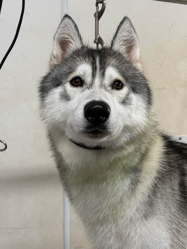 Meet Shadow! media 5