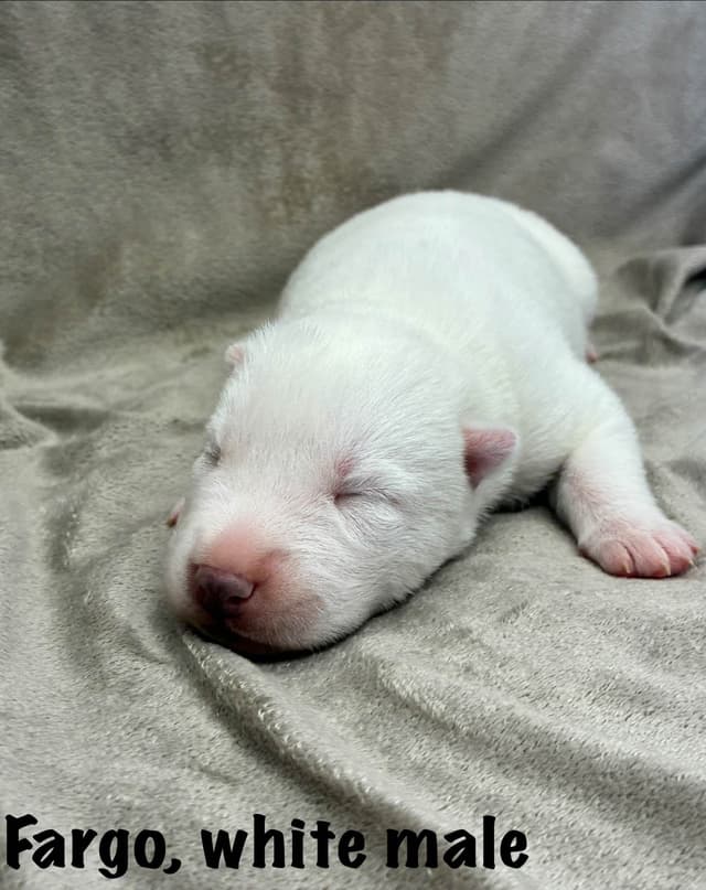 Lovely Champion Sired Litter media 2