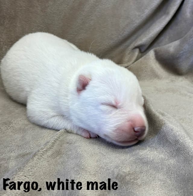 Lovely Champion Sired Litter media 3