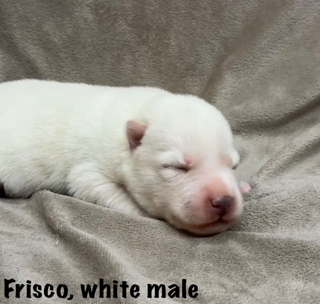 Lovely Champion Sired Litter media 4