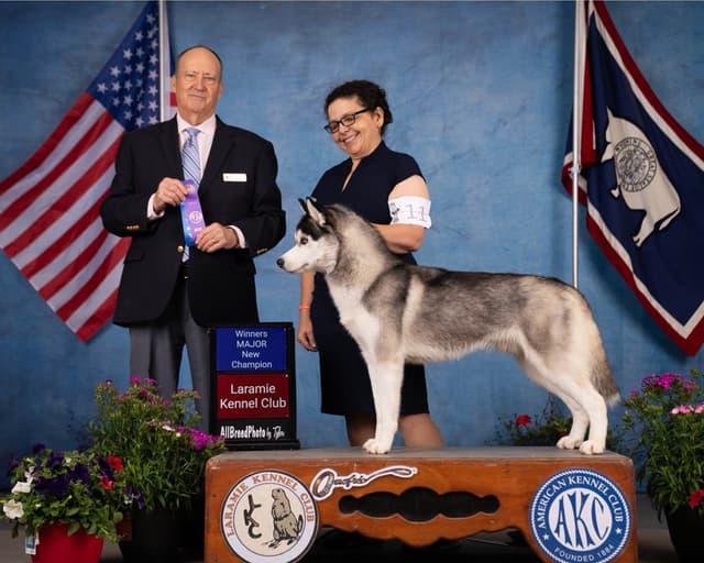 Lovely Champion Sired Litter media 5