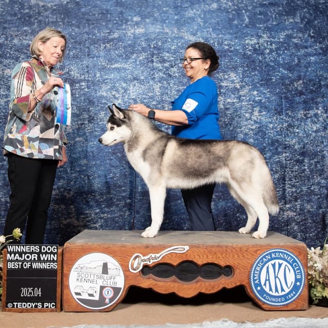 Lovely Champion Sired Litter media 6