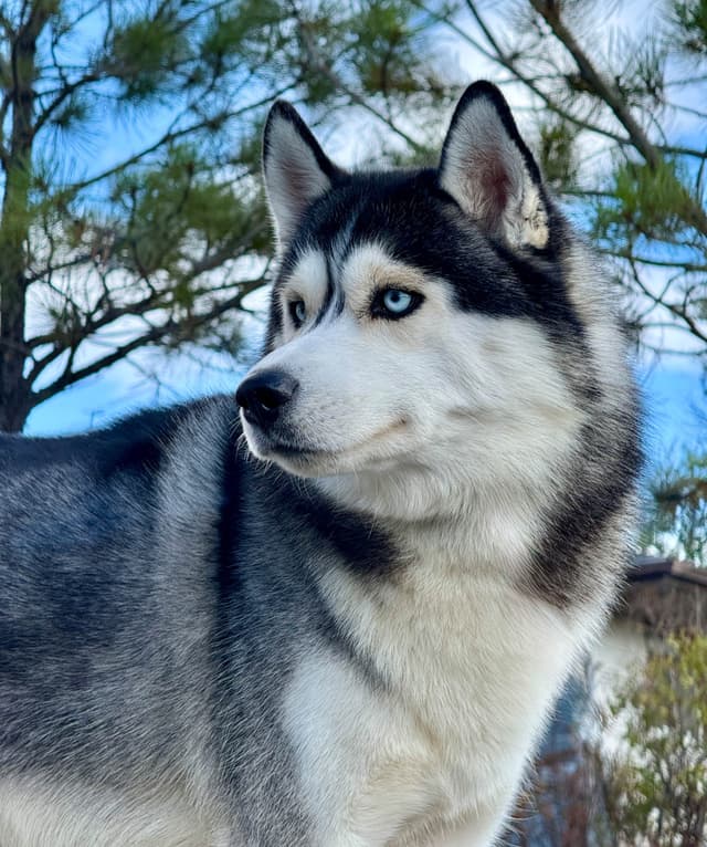 Lovely Champion Sired Litter media 8