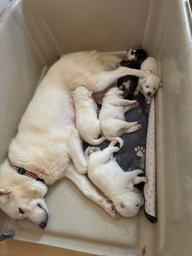 Lovely Champion Sired Litter media 10