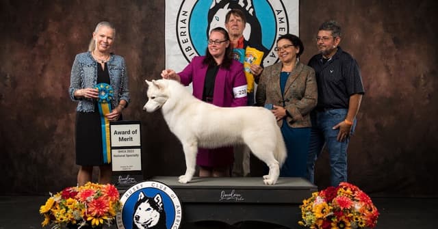 Lovely Champion Sired Litter media 11