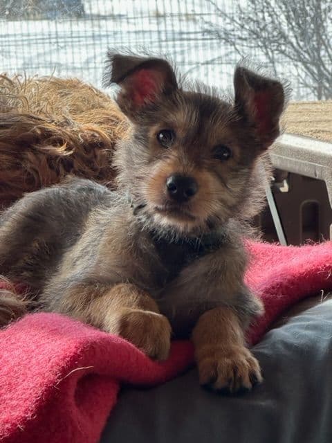 Acme Picards 1 female available breeder image 5