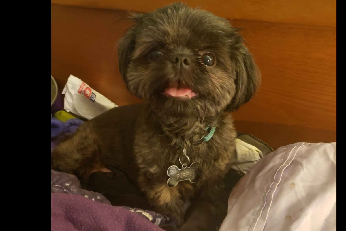 Imperial Shih Tzu Puppy breeder image 1