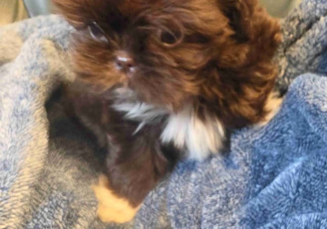 Imperial Shih Tzu Puppy media 3