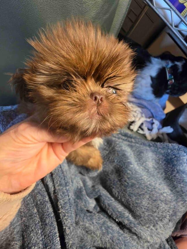 Imperial Shih Tzu Puppy media 2