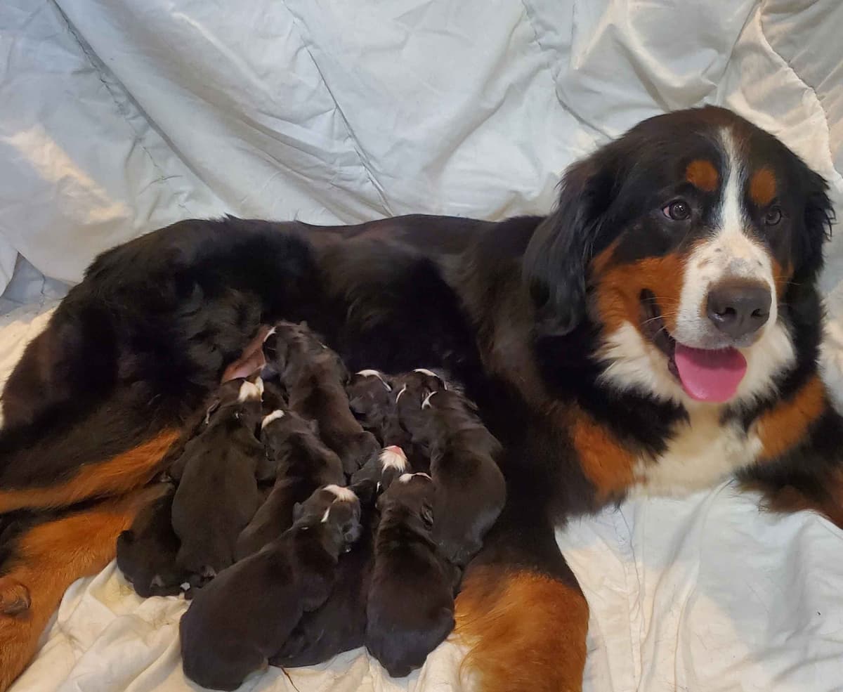 Bernese Mountain Dog Puppies breeder image 6