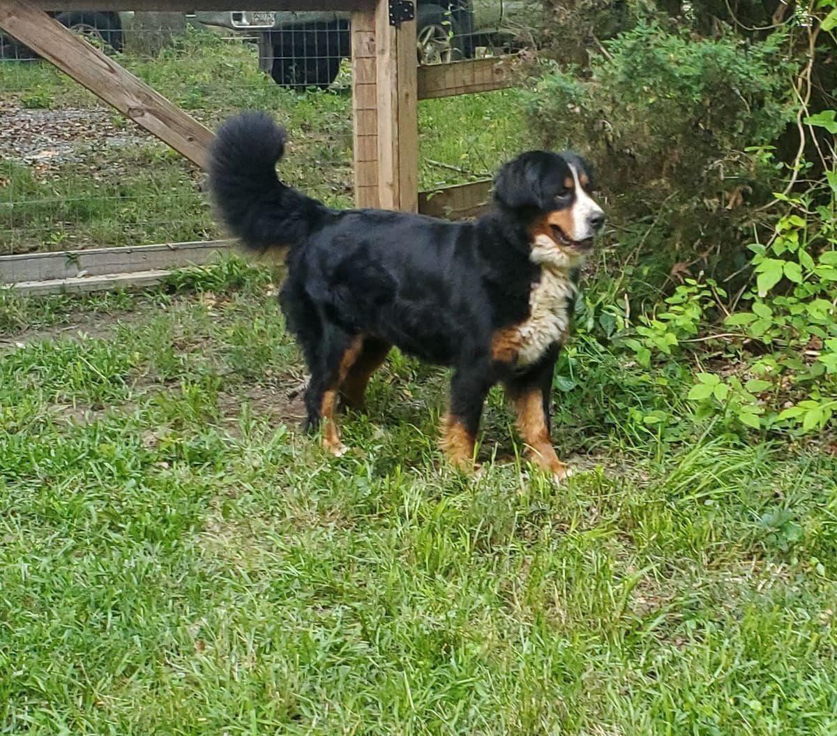 Bernese Mountain Dog Puppies breeder image 5