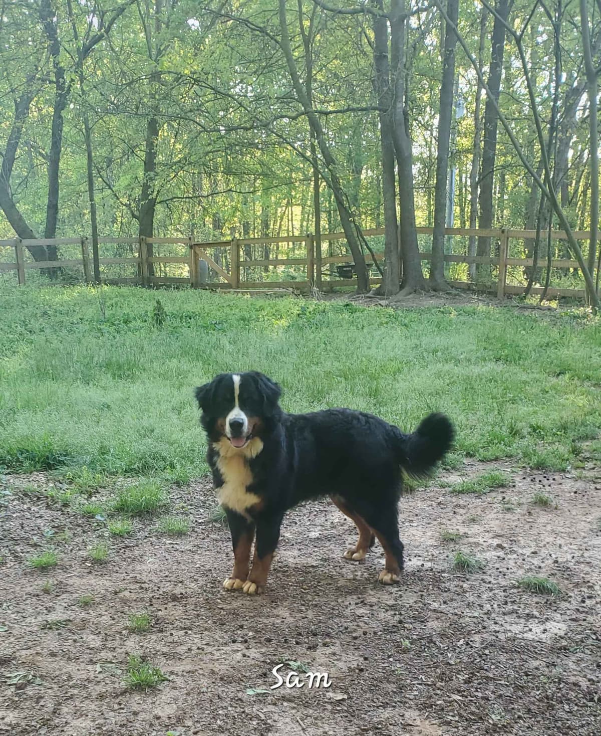 Bernese Mountain Dog Puppies breeder image 4