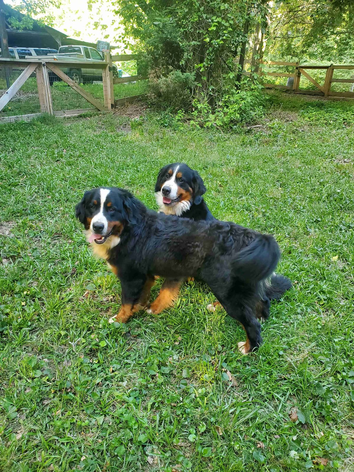 Bernese Mountain Dog Puppies breeder image 7