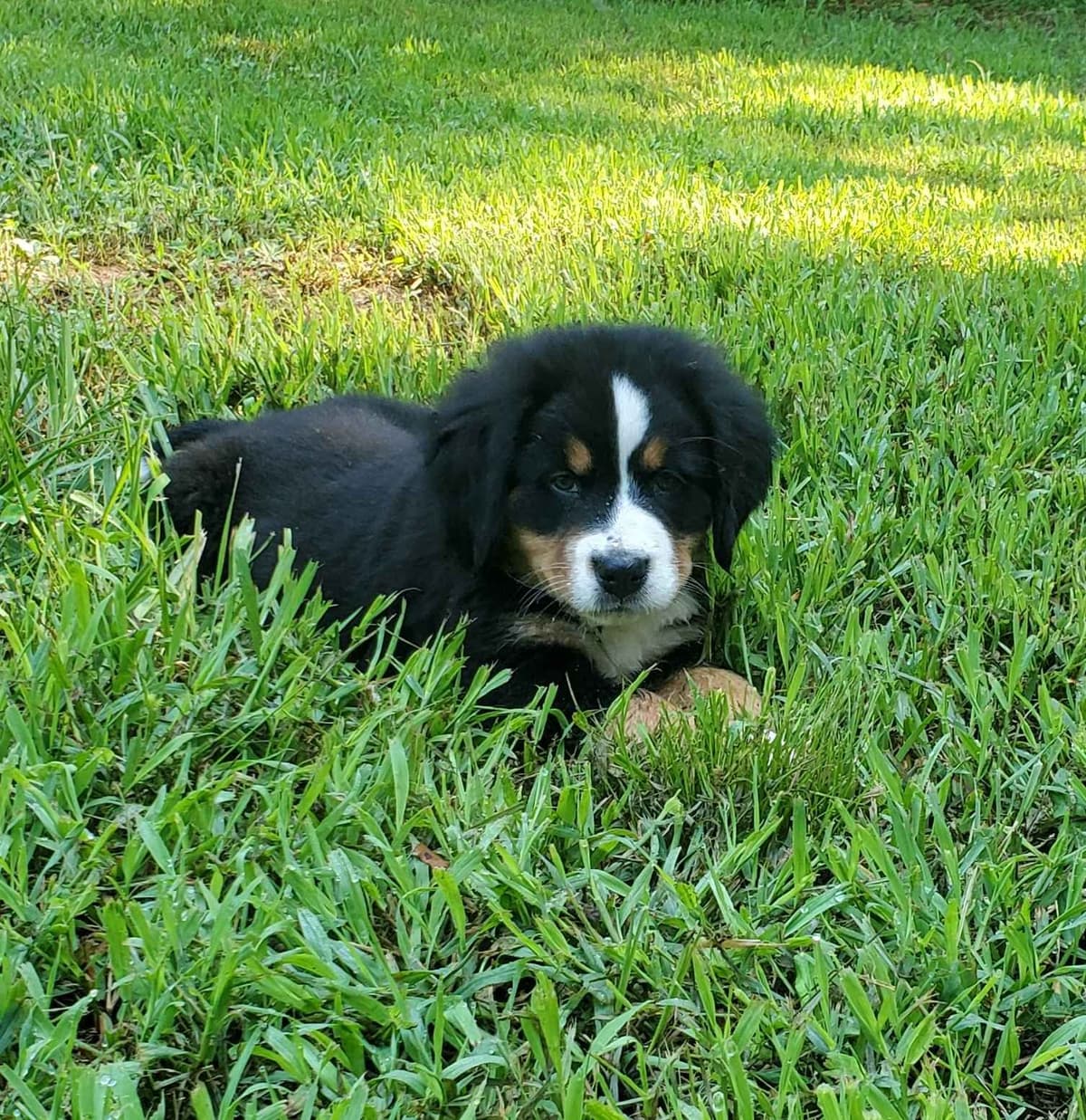 Bernese Mountain Dog Puppies breeder image 1