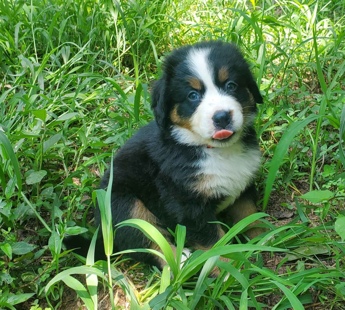 Bernese Mountain Dog Puppies breeder image 3