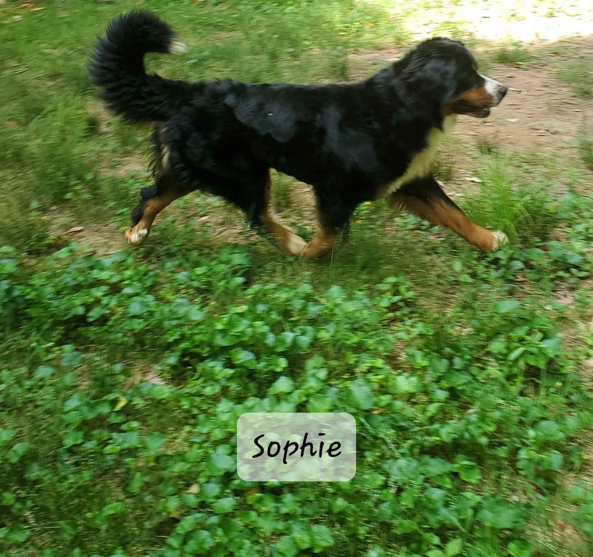 Bernese Mountain Dog Puppies breeder image 8