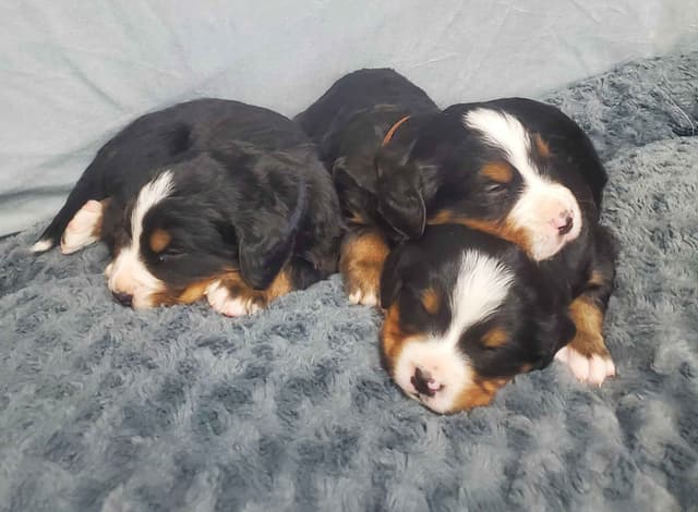 Bernese Mountain Dog Puppies media 2