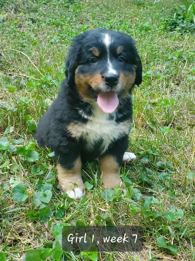 Bernese Mountain Dog Puppies media 3