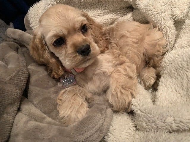 Cocker Spaniel Puppies breeder image 1