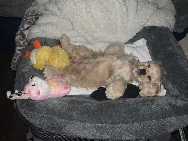 Cocker Spaniel Puppies breeder image 2