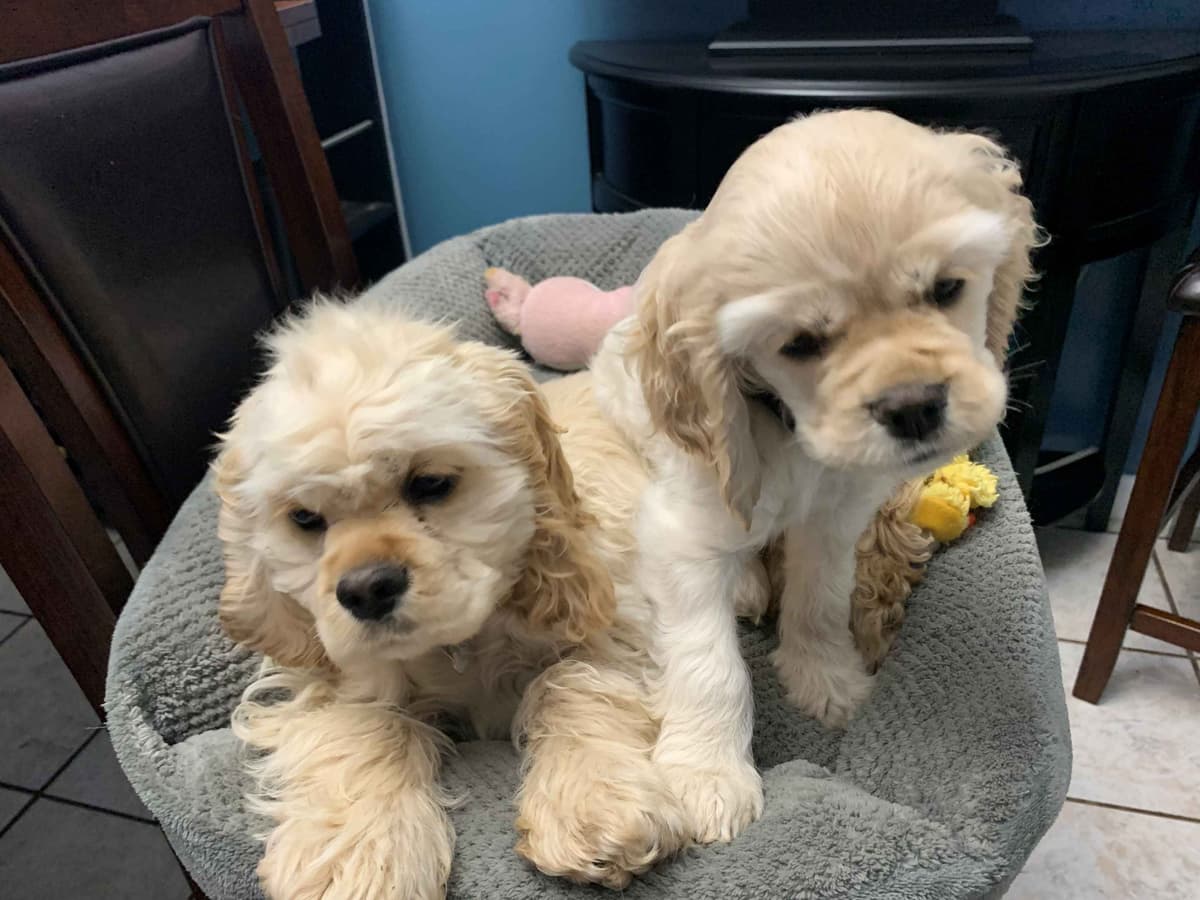 Cocker Spaniel Puppies breeder image 4
