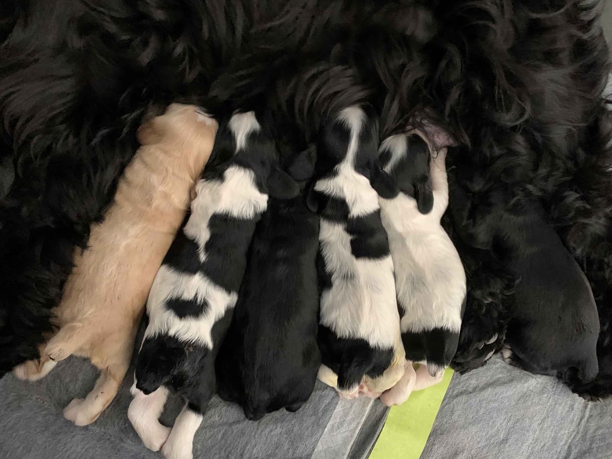 Cocker Spaniel Puppies breeder image 6