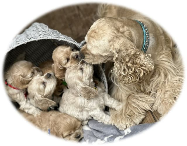Cocker Spaniel Puppies media 2