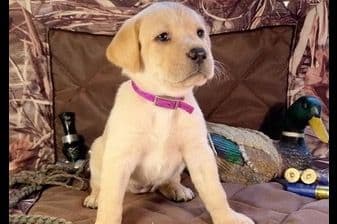 Labrador Retriever Puppies breeder image 1
