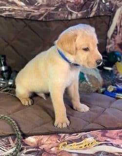 Labrador Retriever Puppies breeder image 3