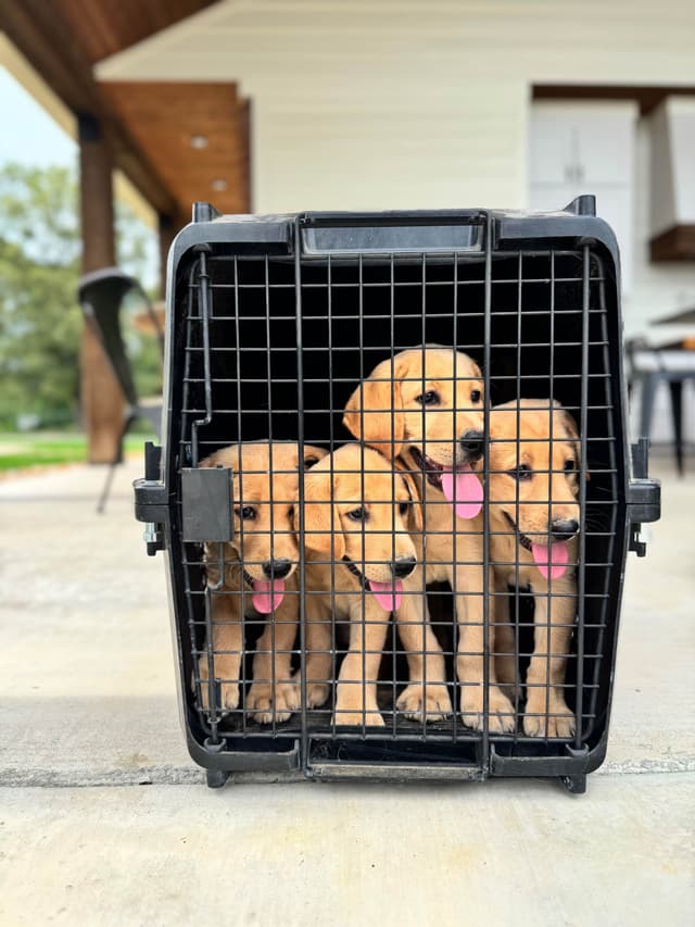 Labrador Retriever Puppies media 2