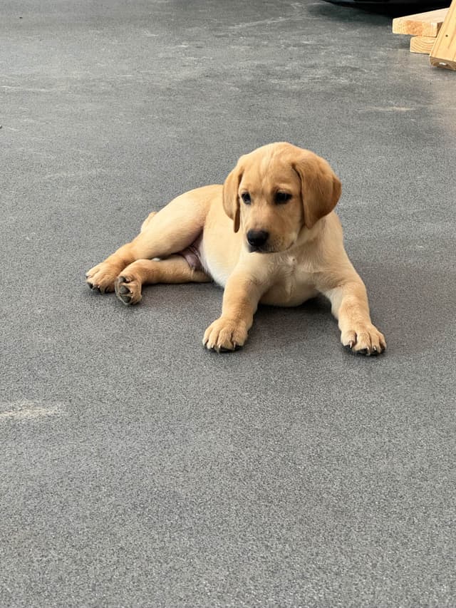Labrador Retriever Puppies media 3