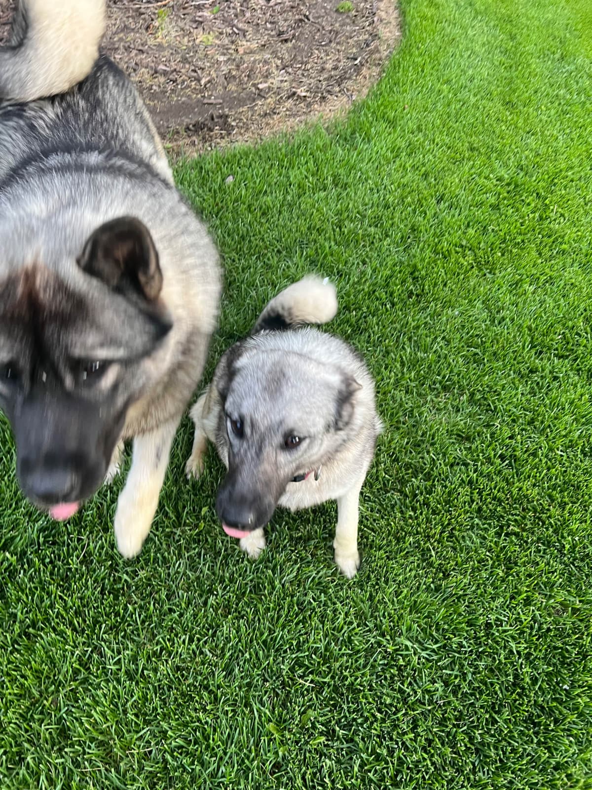 Norwegian Elkhound Puppies breeder image 1