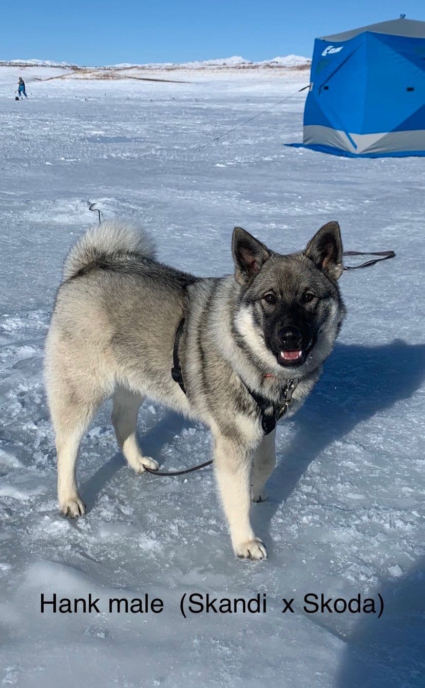 Norwegian Elkhound Puppies breeder image 3