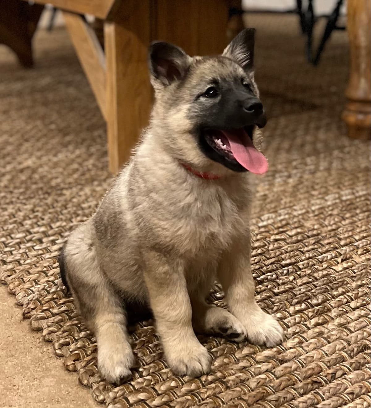 Norwegian Elkhound Puppies breeder image 4