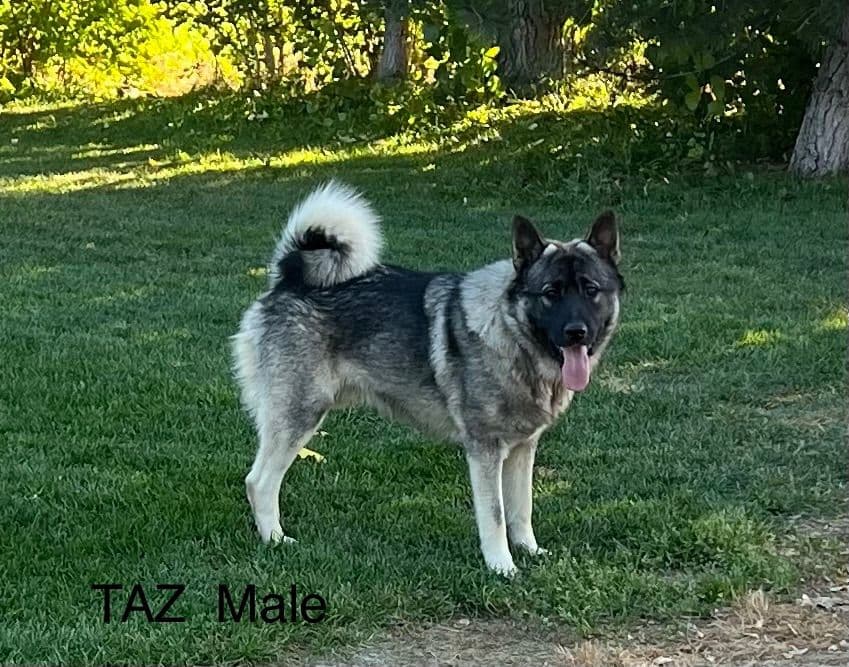 Norwegian Elkhound Puppies breeder image 5