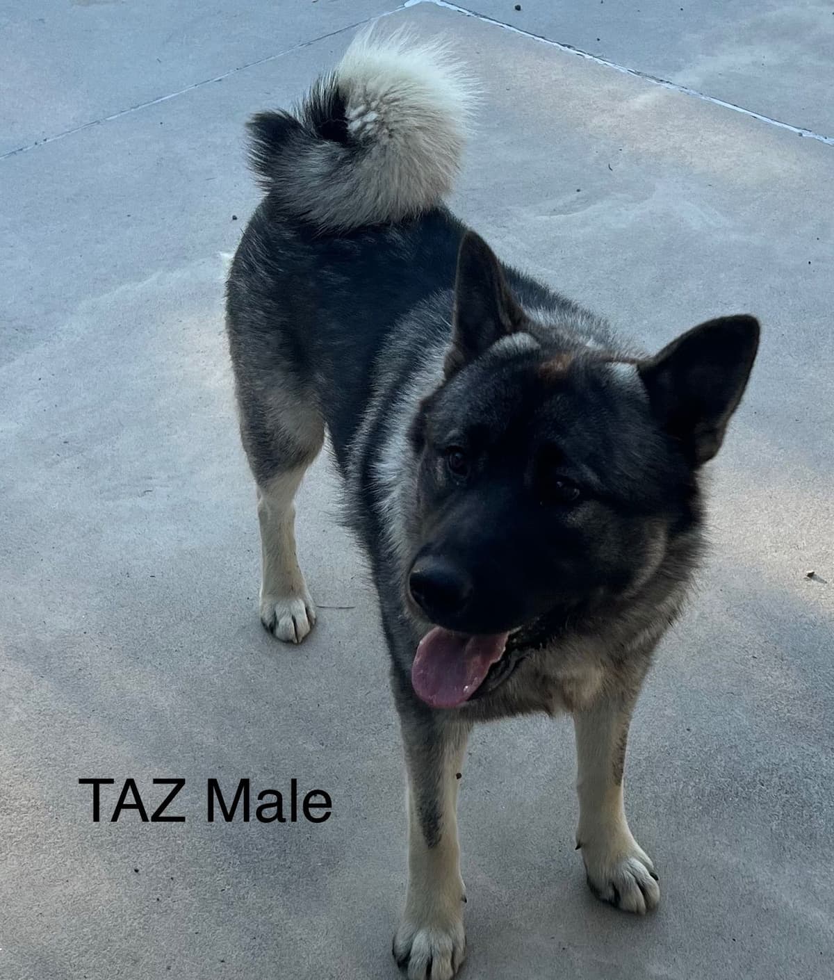 Norwegian Elkhound Puppies breeder image 6