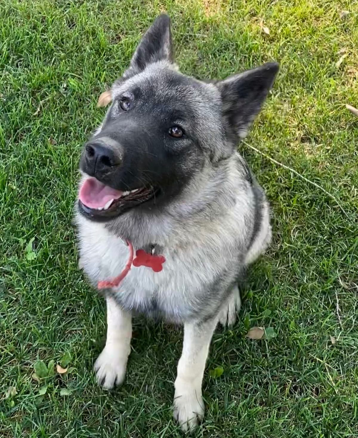 Norwegian Elkhound Puppies breeder image 7