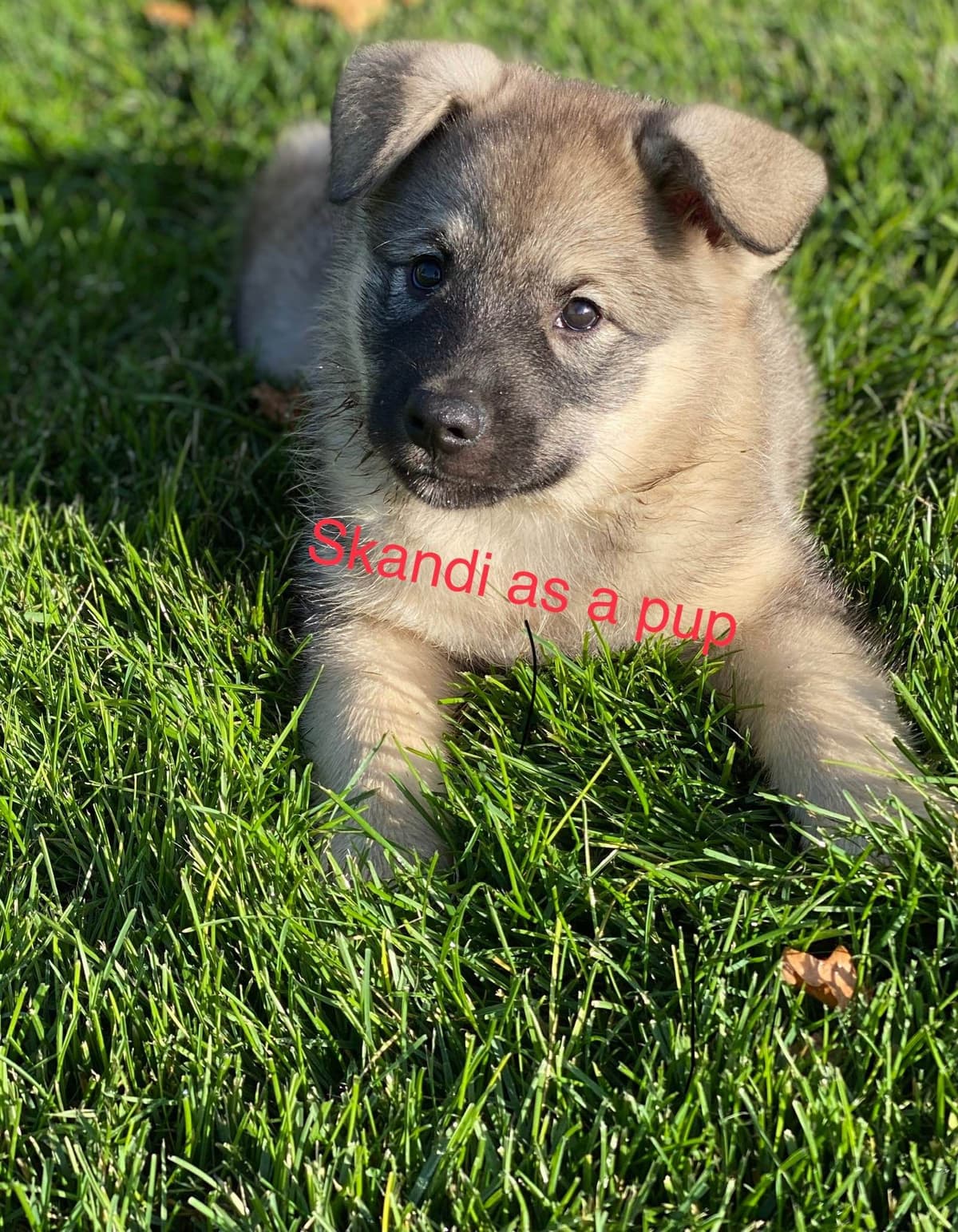 Norwegian Elkhound Puppies breeder image 10