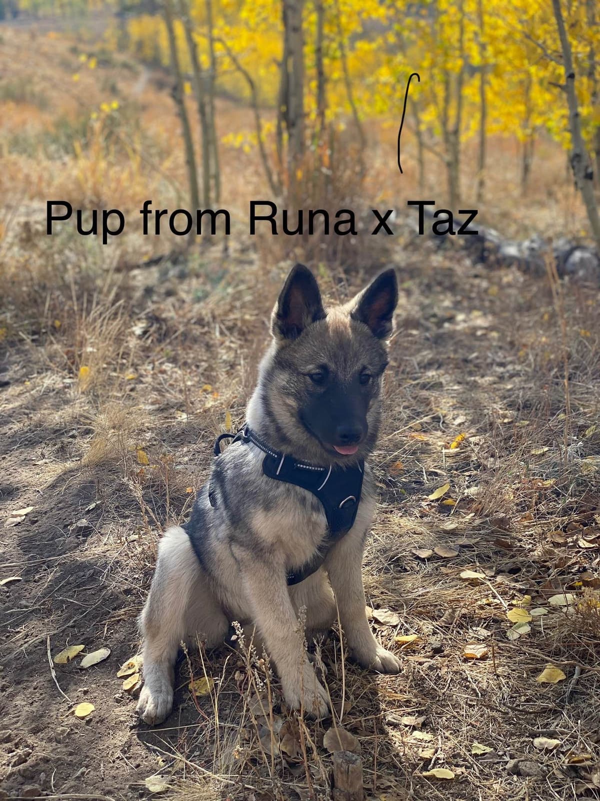 Norwegian Elkhound Puppies breeder image 8