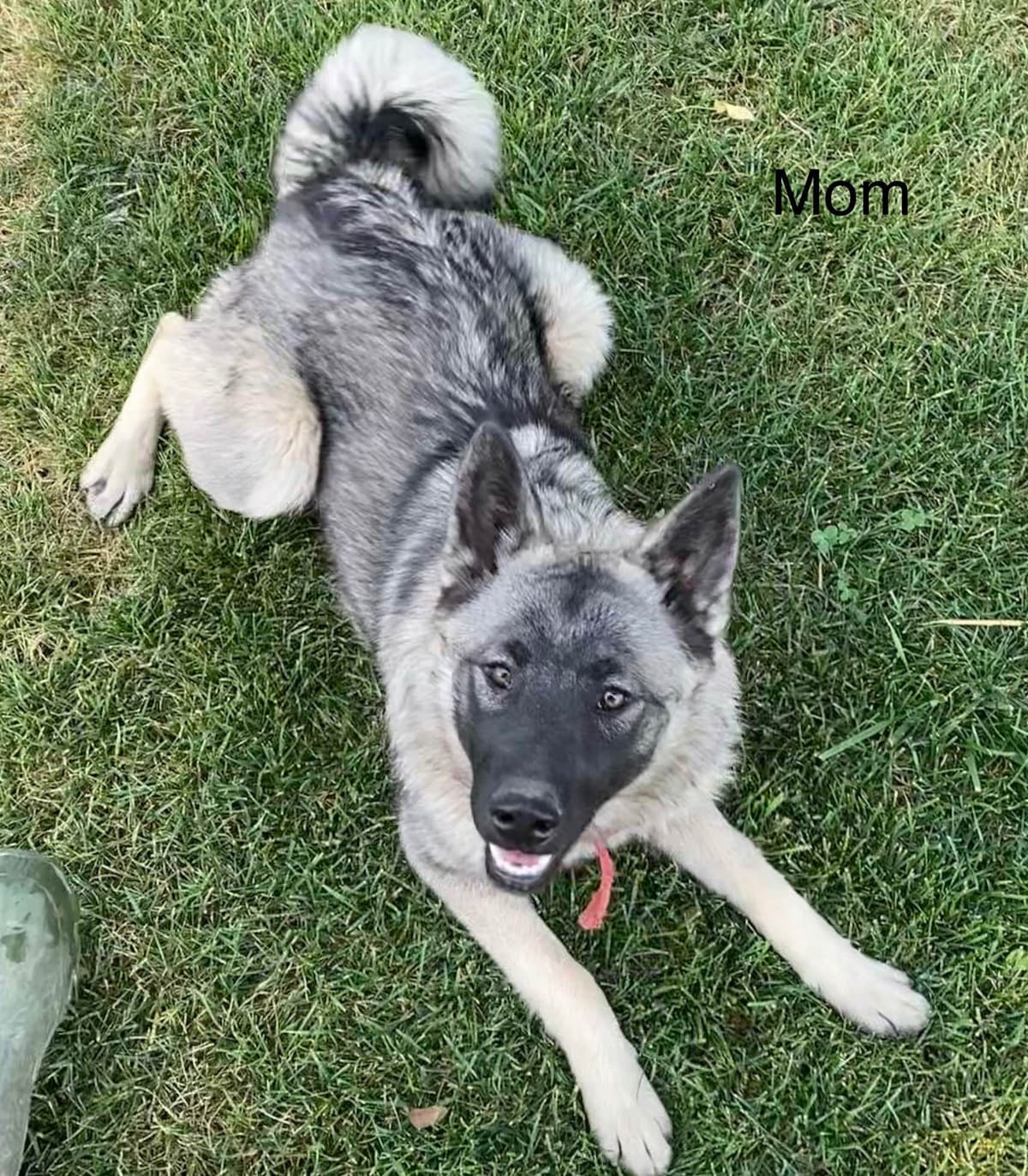 Norwegian Elkhound Puppies breeder image 9