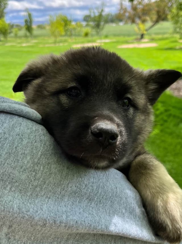 Norwegian Elkhound Puppies media 2