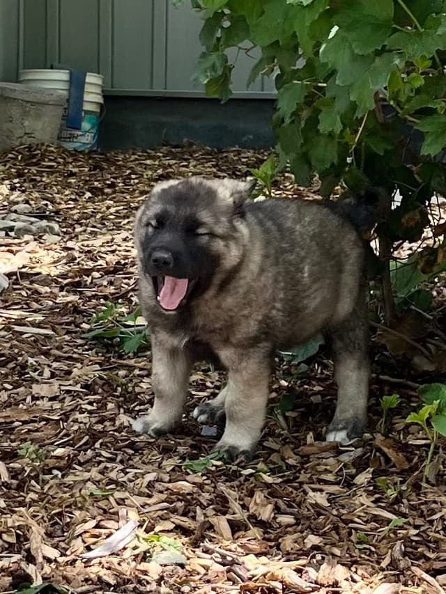 Norwegian Elkhound Puppies media 3