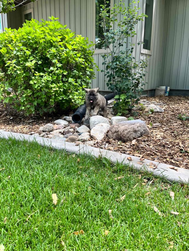 Norwegian Elkhound Puppies media 5